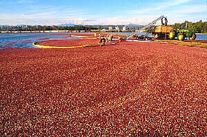 Cranberry Bog in Delata