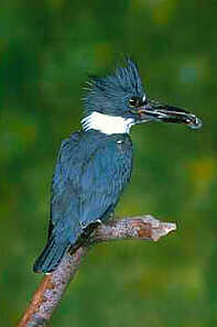 Belted Kingfisher